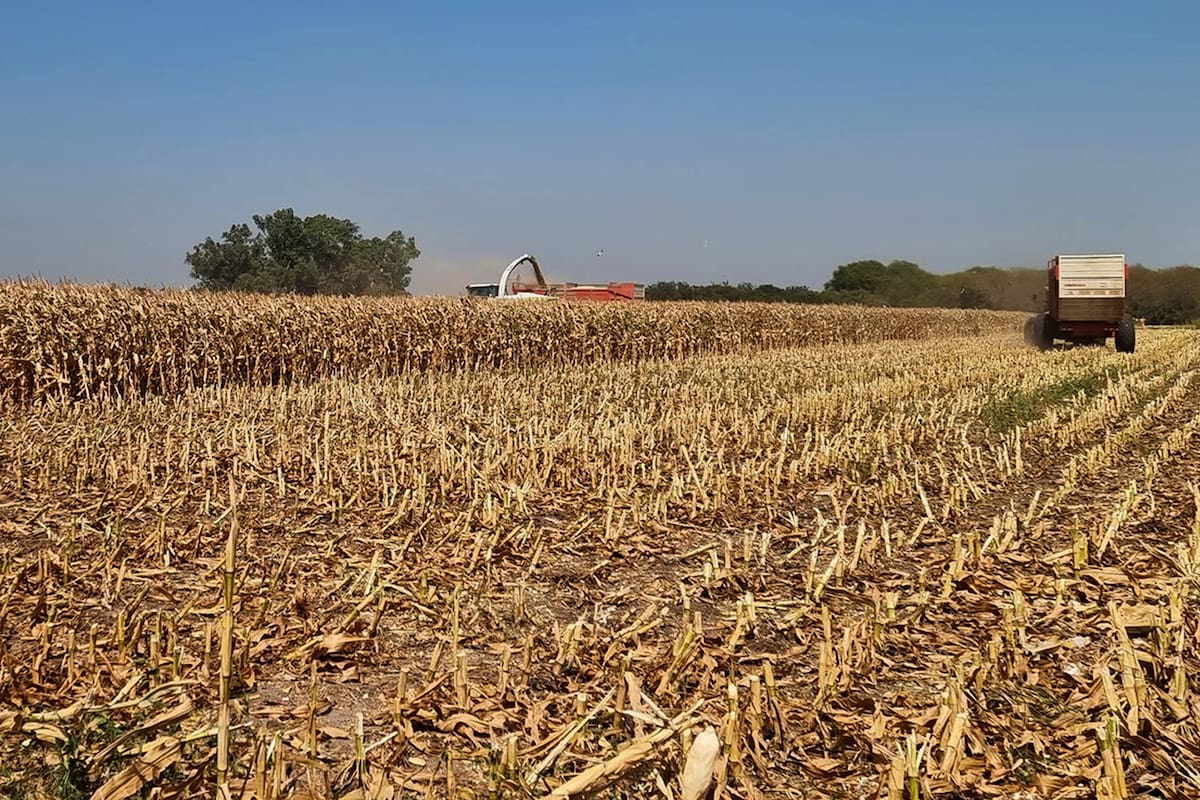 La seca golpeó al maíz