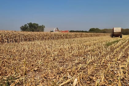 La seca golpeó al maíz