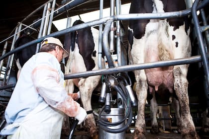 La Secretaría de Agricultura informó que se realizó el tercer pago del Programa Impulso Tambero