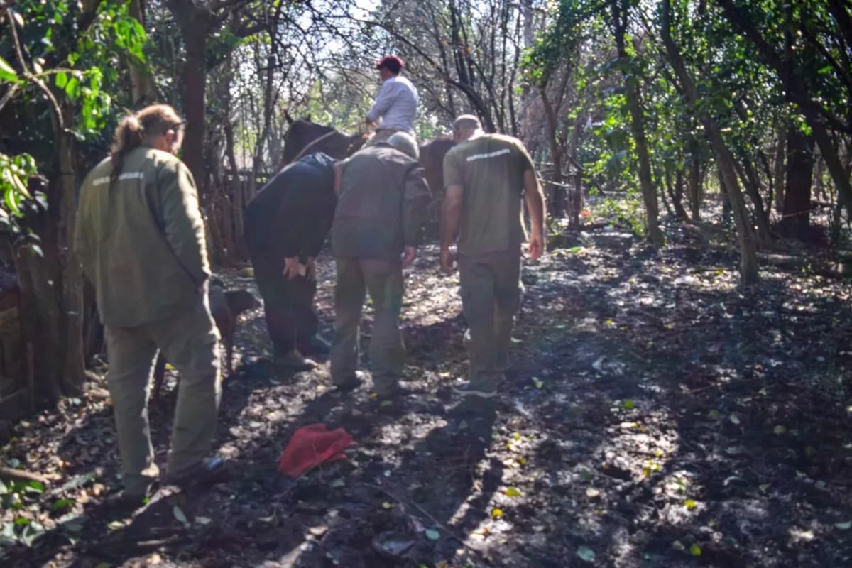 La Secretaría de Ambiente del municipio confirmó la presencia de un puma (Foto: Instagram @ambiente.moreno)
