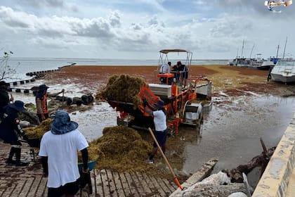 La Secretaría de Marina de México lanzó la "Operación Sargazo" para enfrentar un gran problema que afecta al turismo