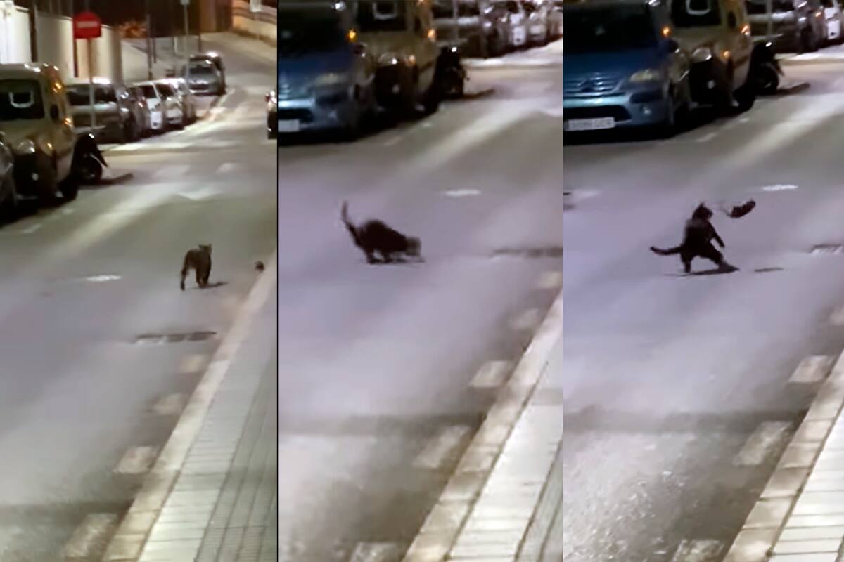 La secuencia de la defensa de la rata ante la amenaza del gato