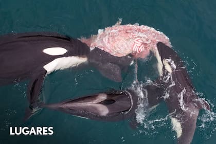La secuencia de las orcas en pleno ataque a la ballena franca austral se registró con un dron en la costa de El Doradillo