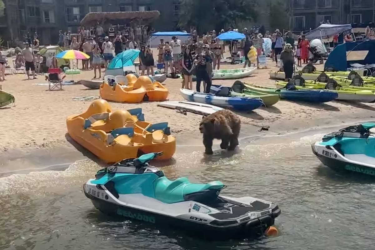 La secuencia fue documentada por los bañistas del lugar, sorprendidos ante la presencia del oso