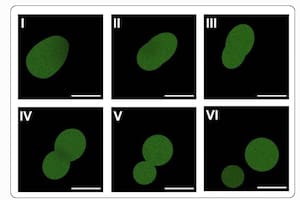 Un paso hacia la vida artificial: crean una célula sintética capaz de crecer y reproducirse
