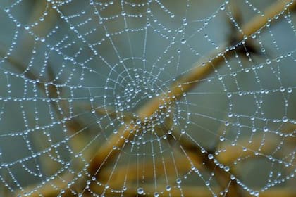La seda de telaraña es uno de los productos naturales más flexibles y resistentes