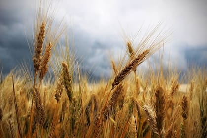La segregación del trigo es incompleta