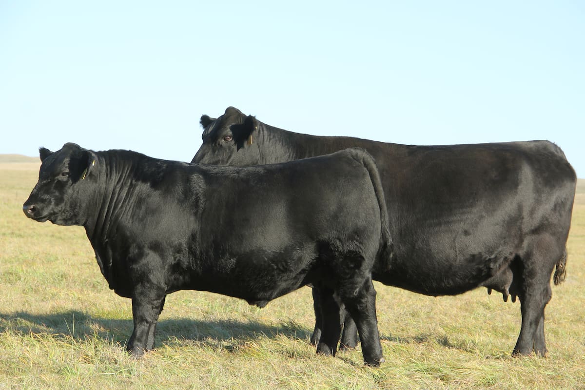 La selección genética permite en EE.UU. criar terneros que pesan casi lo mismo que la madre al destete de siete meses