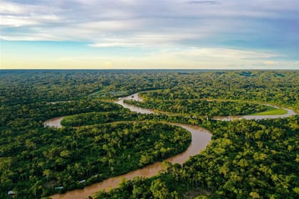 La selva amazónica, en donde habitan estos reptiles