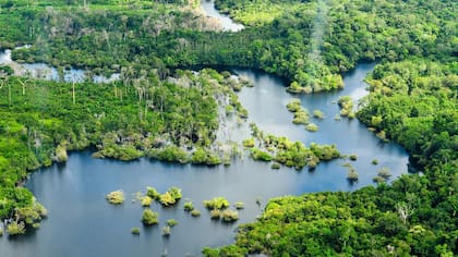 La selva está llena de fauna y flora única