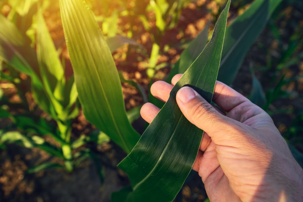 La semana pasada el Gobierno anunció la eliminación temporaria de las retenciones para determinadas producciones del agro, pero el cupo dispuesto se agotó rápidamente
