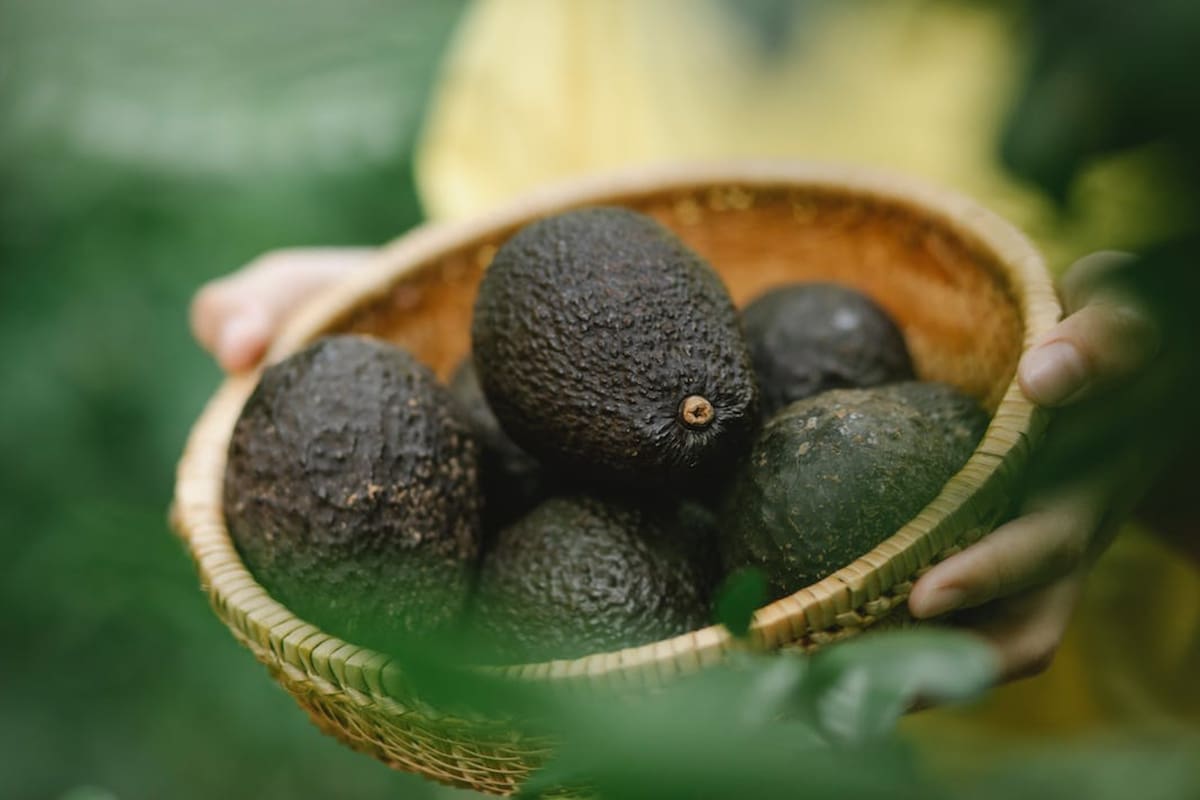 La semilla, carozo o hueso de la palta es una joya que a menudo pasa desapercibida: ayuda al cuidado de la piel y el cabello (Foto Pexels)