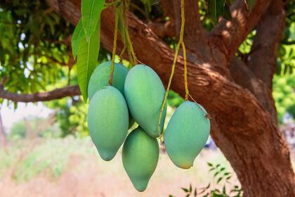 La semilla del mango africano aporta fibra, vitamina C y otras propiedades saludables