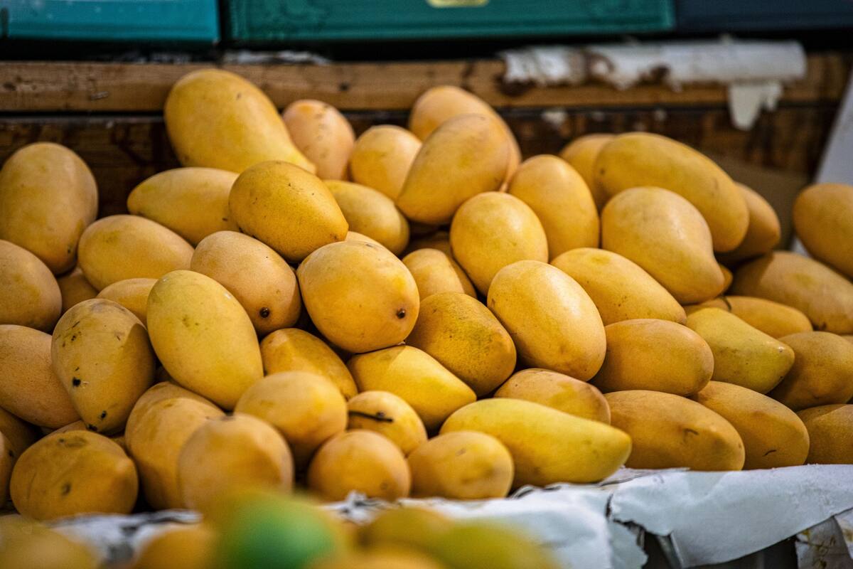 La semilla del mango africano se utiliza como un suplemento alimenticio debido a sus propiedades nutricionales