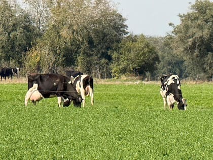 La semilla entera de algodón se usa, fundamentalmente, en la alimentación de vacas lecheras de alta producción debido a su elevado valor nutricional