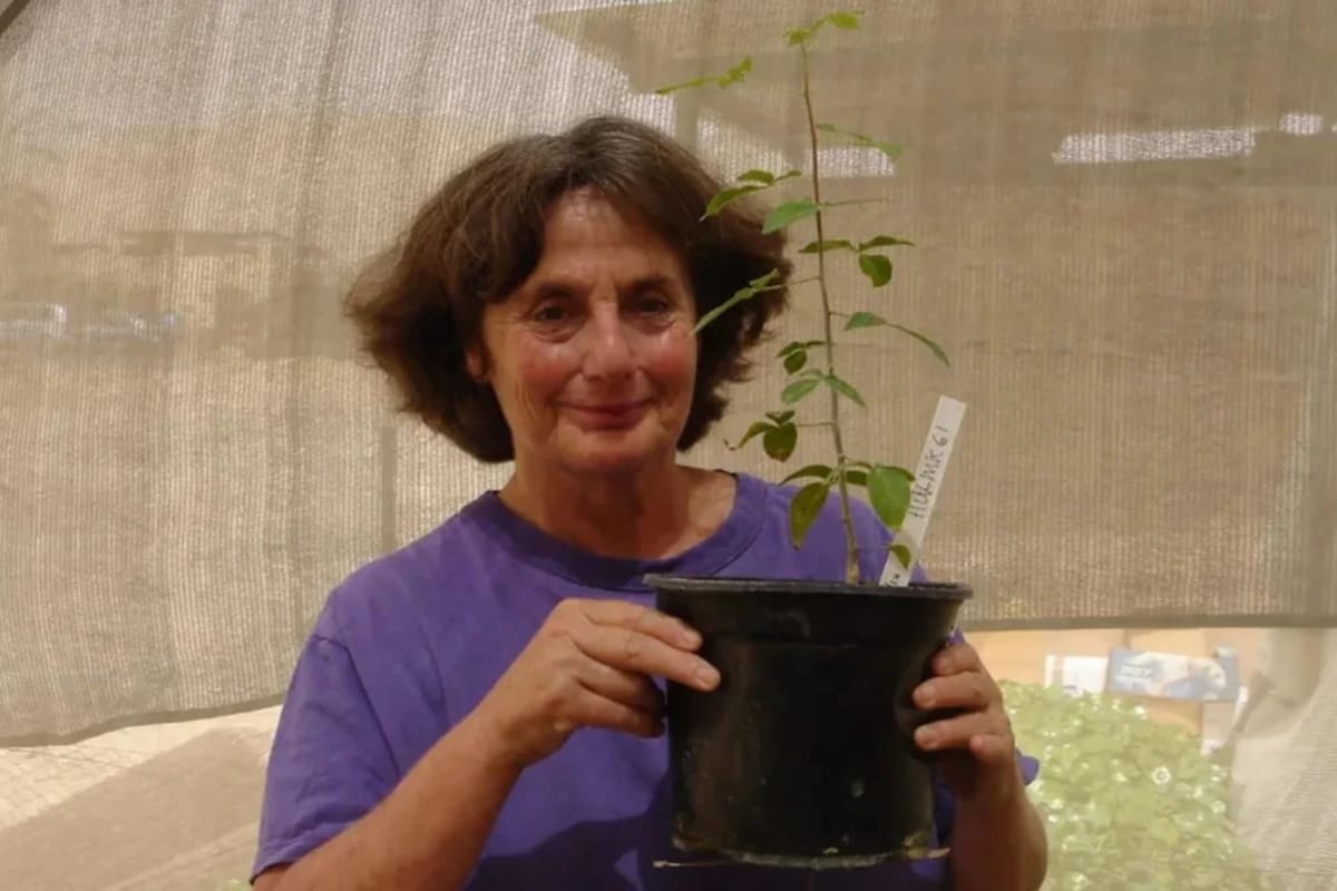 La semilla fue plantada en 2010 y comenzó a germinar después de cinco semanas