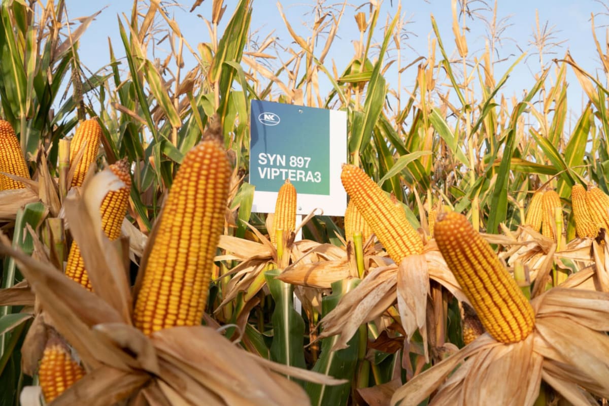 La semillera NK busca de reforzar la campaña de maíz con más soluciones y nuevas herramientas digitales que le permiten llevar más previsibilidad a los productores de todas las regiones