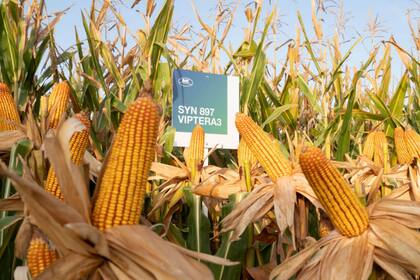 La semillera NK busca de reforzar la campaña de maíz con más soluciones y nuevas herramientas digitales que le permiten llevar más previsibilidad a los productores de todas las regiones