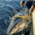 El tiburón blanco macho más grande jamás monitoreado en el Atlántico reaparece en EE.UU.