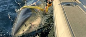 El tiburón blanco macho más grande jamás monitoreado en el Atlántico reaparece en EE.UU.