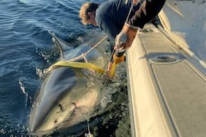 El tiburón blanco macho más grande jamás monitoreado en el Atlántico reaparece en EE.UU.