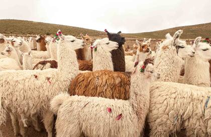 La señalada de las llamas en el paraje Río Cincel, cerca de Pan de Azúcar.