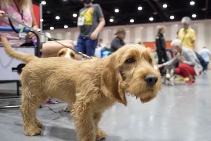 La sensibilidad canina permite la detección de señales sutiles en el comportamiento de los visitantes