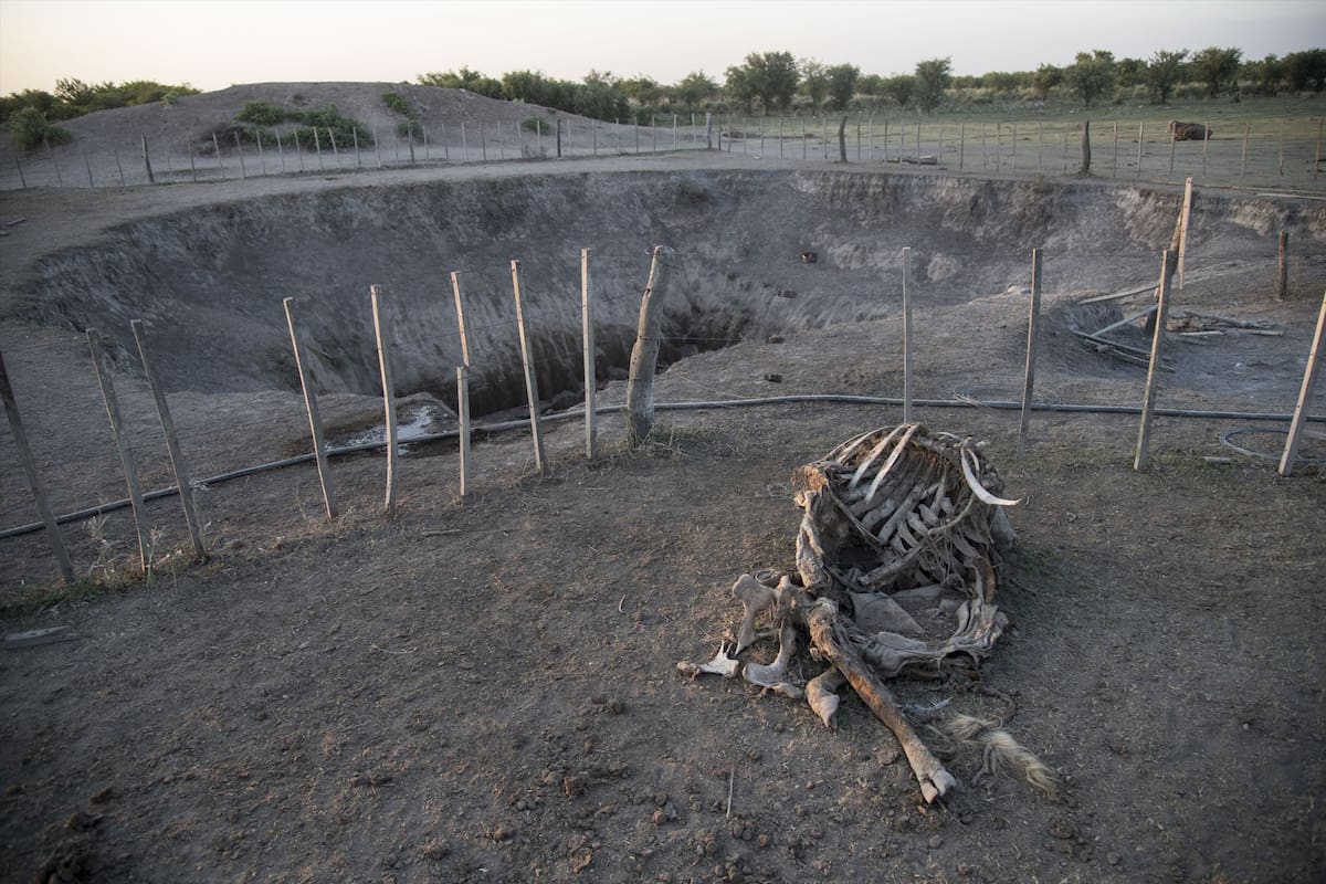 La sequia azota la zona norte de Santa Fé de forma desesperante.
Gustavo GIailevra , productor agropecuario de la localidad de Pozo Borrado, cerca de Tostado, perdiÑ mas de 200 animales debido a la falta de agua en las aguadas de su campo.
