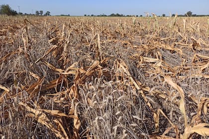 La sequía azotó al campo