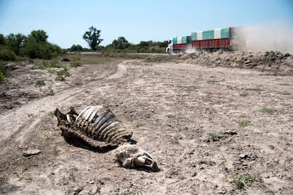 La sequía azotó la zona norte de Santa Fe durante todo el verano