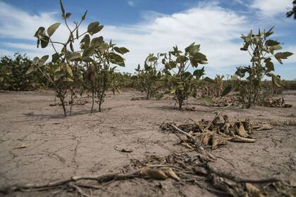 La sequía castigó a la soja