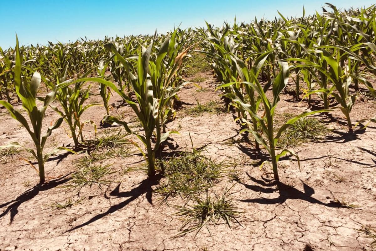 La sequía daña a los cultivos de la cosecha gruesa