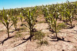 La adaptación a la variabilidad climática