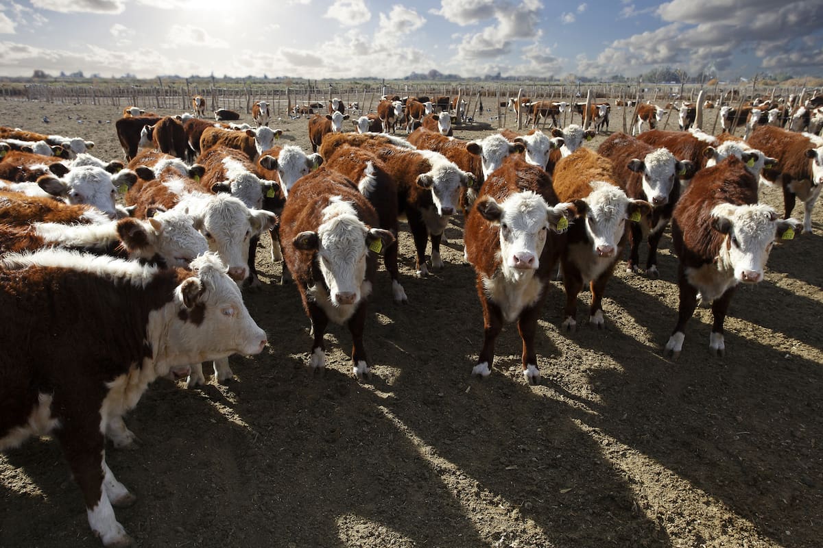 La sequía dejó un fuerte impacto en el campo