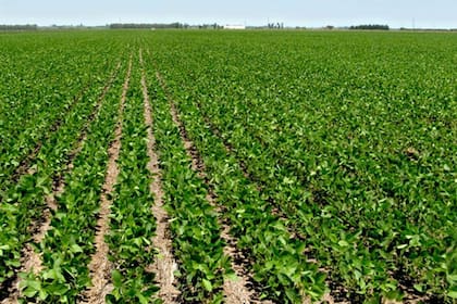 La sequía del año pasado provocó la pérdida de más de 30 millones de toneladas entre soja y maíz