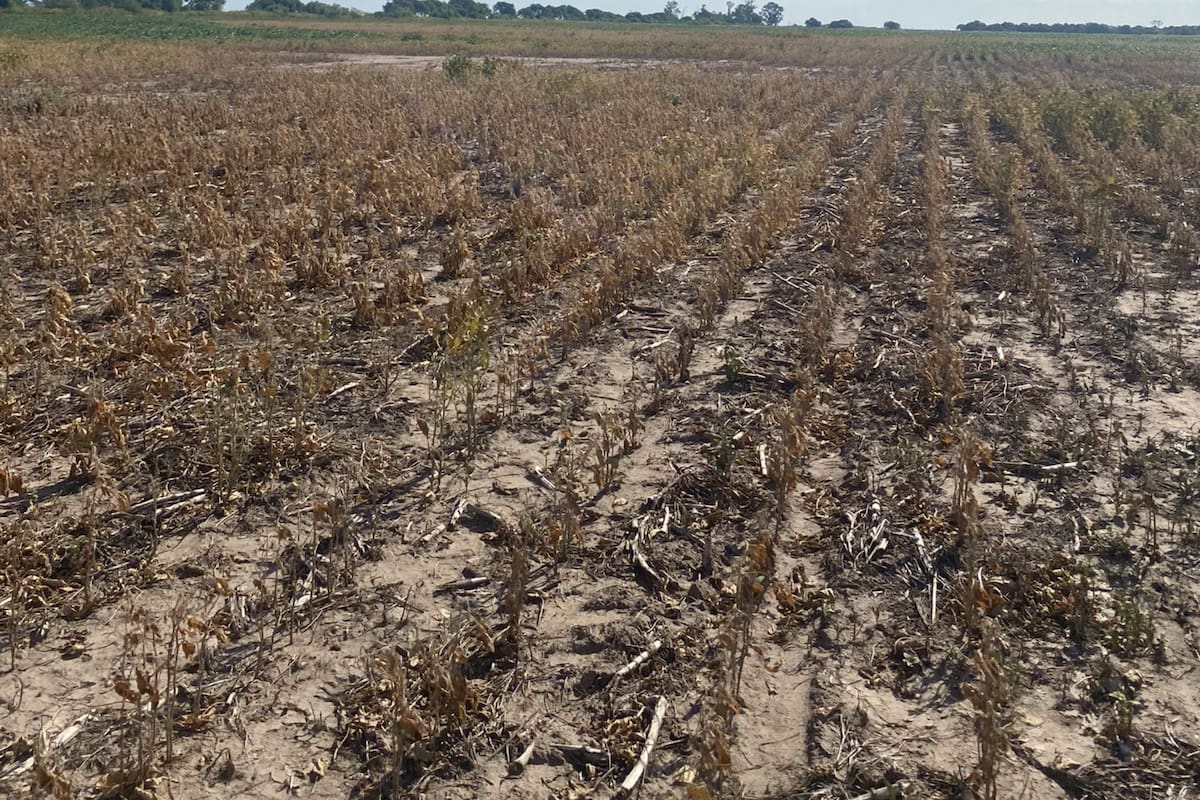La sequía en el Chaco obligó a las autoridades provinciales a declarar la emergencia agropecuaria