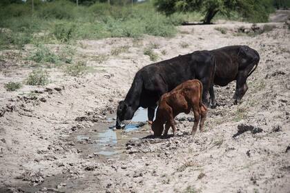 La sequia en la zona de Vera, en el norte de la provincia de Santa Fe tambien golpea con dureza.
Los animales al costado de los caminos, tratan de conseguir agua
