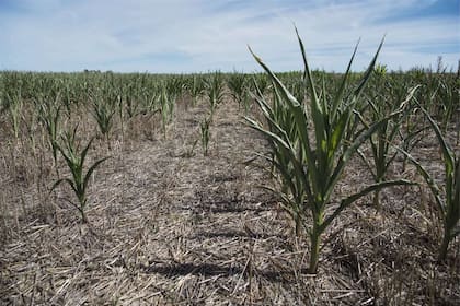 La sequía golpeó al maíz