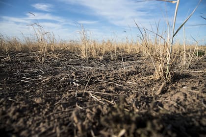 La sequía golpeó al trigo en el sur de Santa Fe