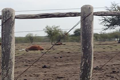 La sequía ha afectado a los productores agropecuarios, pero no tanto como los políticos sin palabra