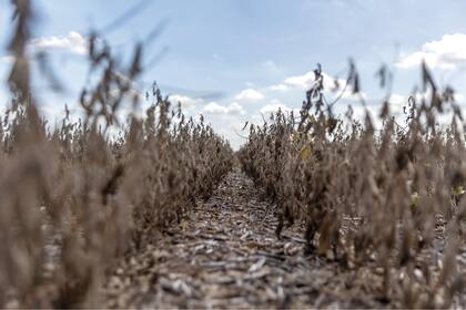 La sequía histórica afecta la producción agrícola