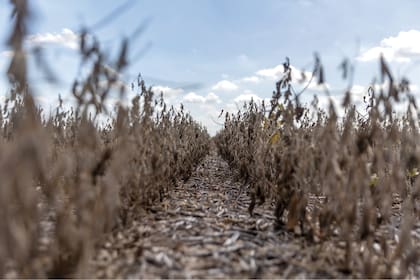 La sequía histórica afecta la producción agrícola de soja en Pergamino, Provincia de Buenos Aires.