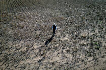 Una sequía histórica afectó la producción de soja en Pergamino, provincia de Buenos Aires