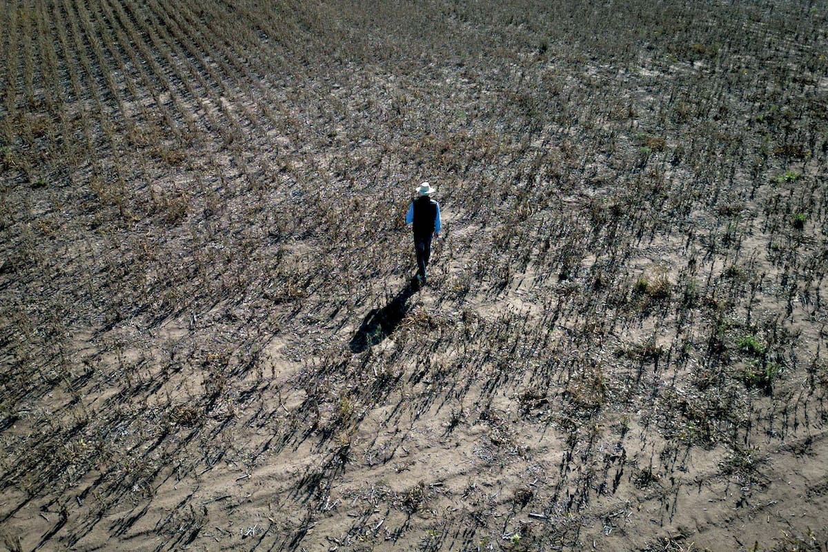 La sequía histórica afecta la producción agrícola de soja en Pergamino, Provincia de Buenos Aires.