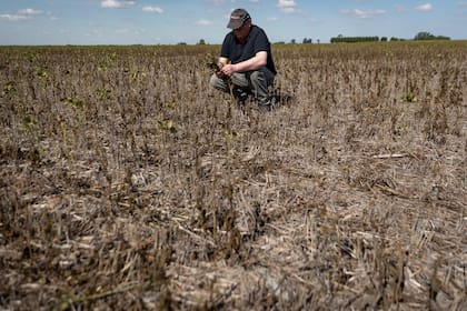 La sequía histórica afectó la producción agrícola de soja en General Arenales, provincia de Buenos Aires