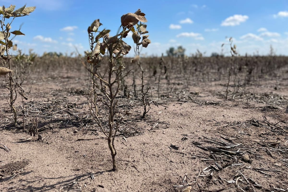 La sequía impactó en diversas regiones, entre otras en Pergamino, donde hay fuertes pérdidas