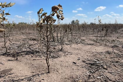 La sequía impactó en diversas regiones, entre otras en Pergamino, donde hay fuertes pérdidas