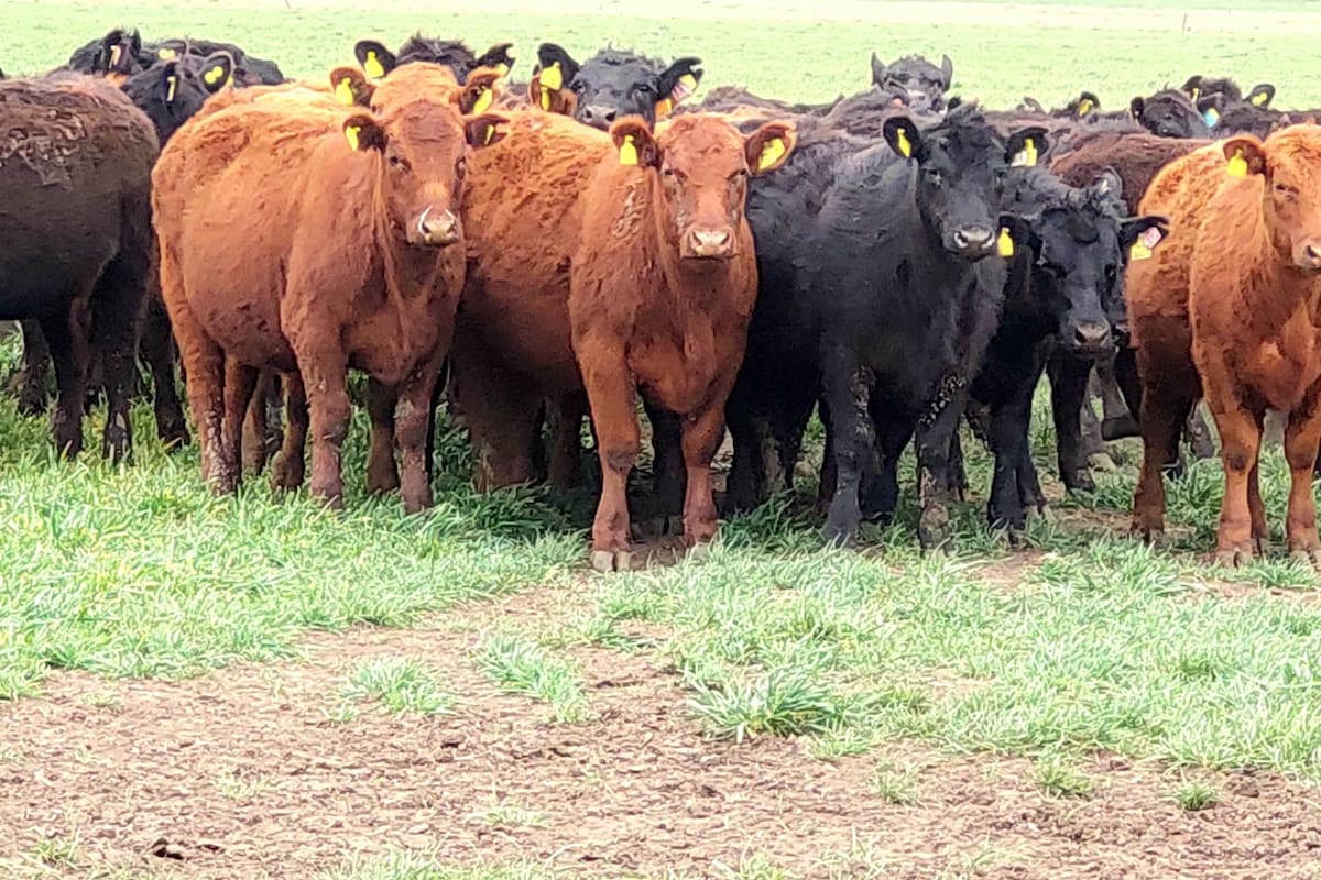 La sequía impactó sobre la producción