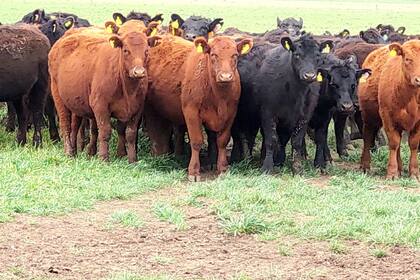 La sequía impactó sobre la producción