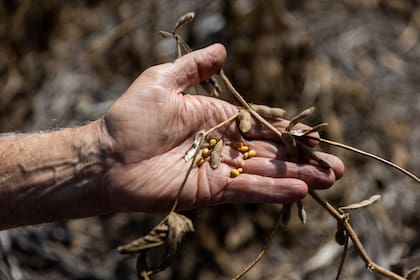 La sequía impactó sobre la producción de soja